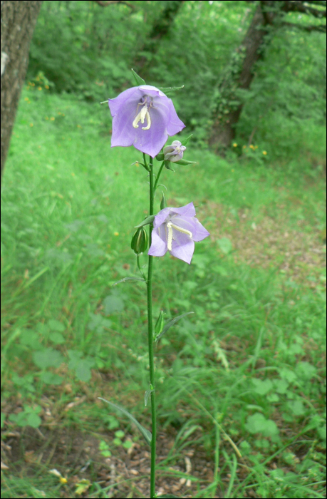 Campanula persicifolia L.