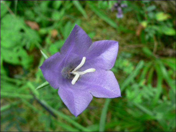 Campanula persicifolia L.