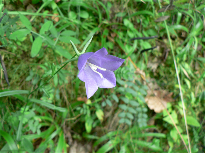 Campanula persicifolia L.