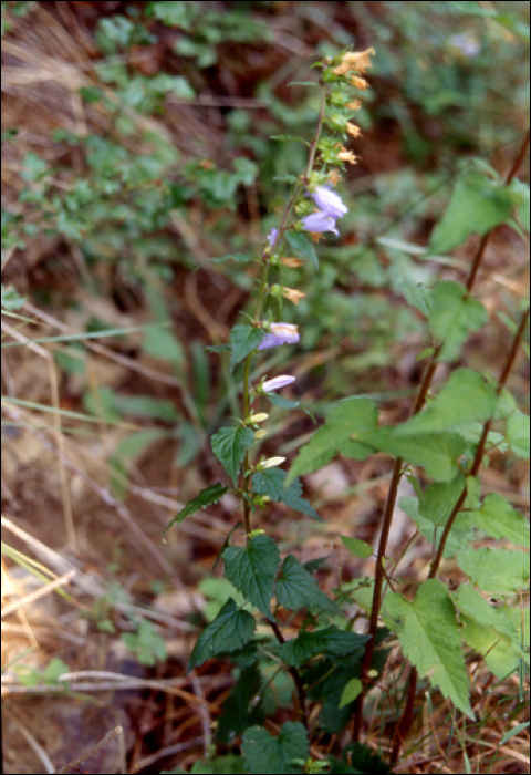 Campanula rapunculoïdes L.