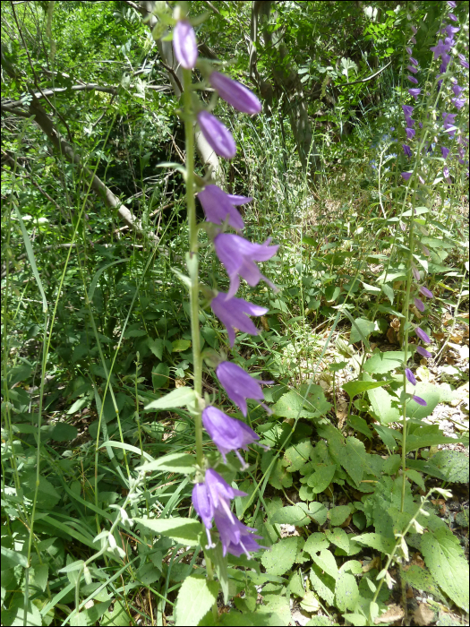 Campanula rapunculoïdes L.