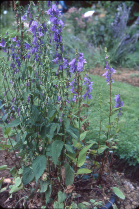 Campanula rapunculoïdes L.