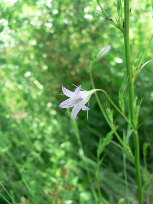 Campanula rapunculus L.