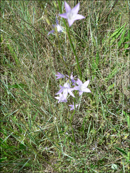 Campanula rapunculus L.