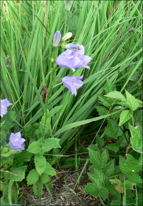 Campanula rhomboïdalis L.