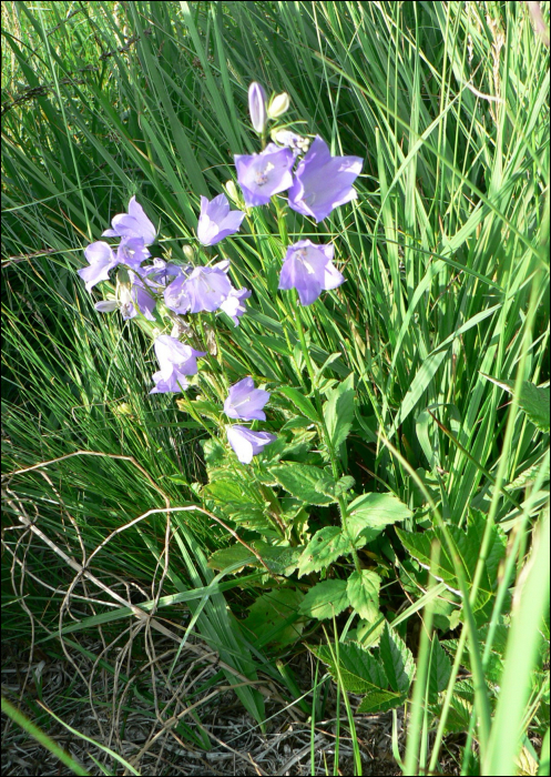 Campanula rhomboïdalis L.