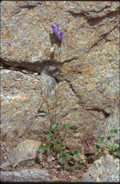 Campanula rotundifolia L.