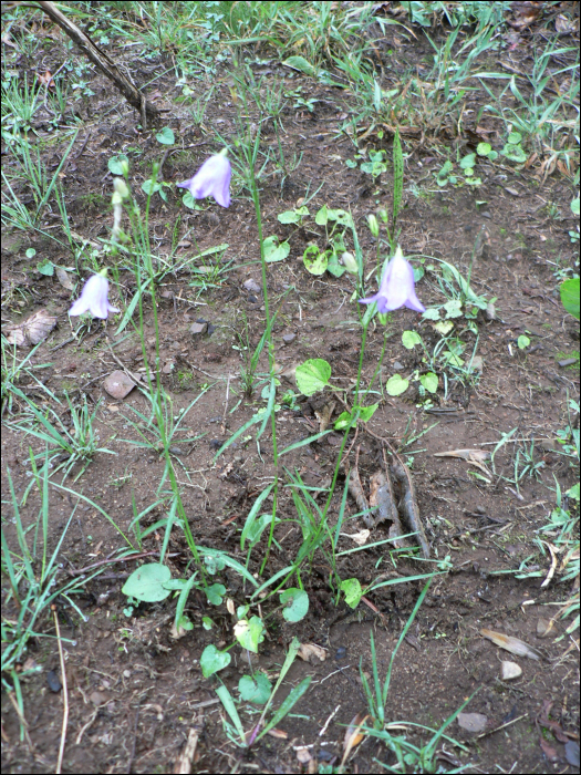 Campanula rotundifolia L.