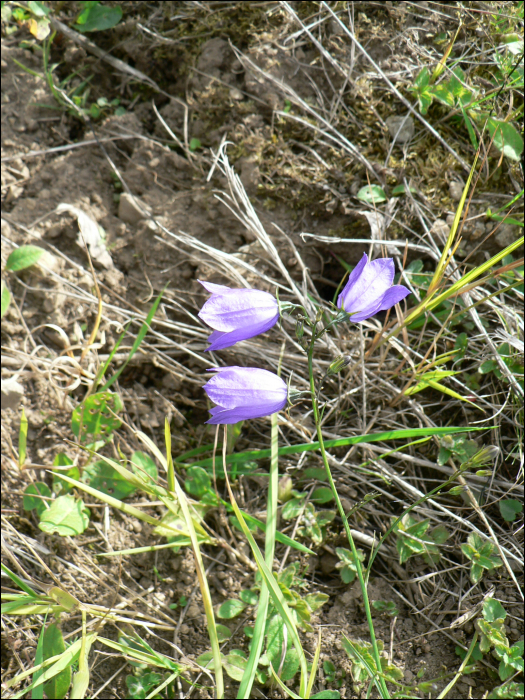 Campanula rotundifolia L.