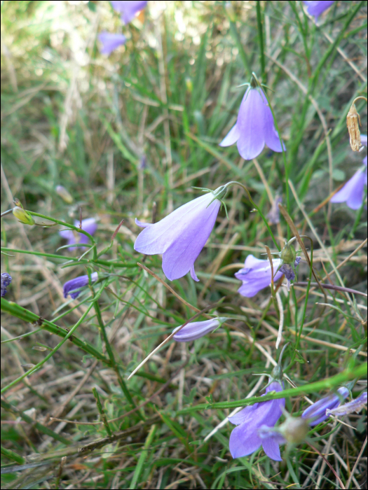 Campanula rotundifolia L.