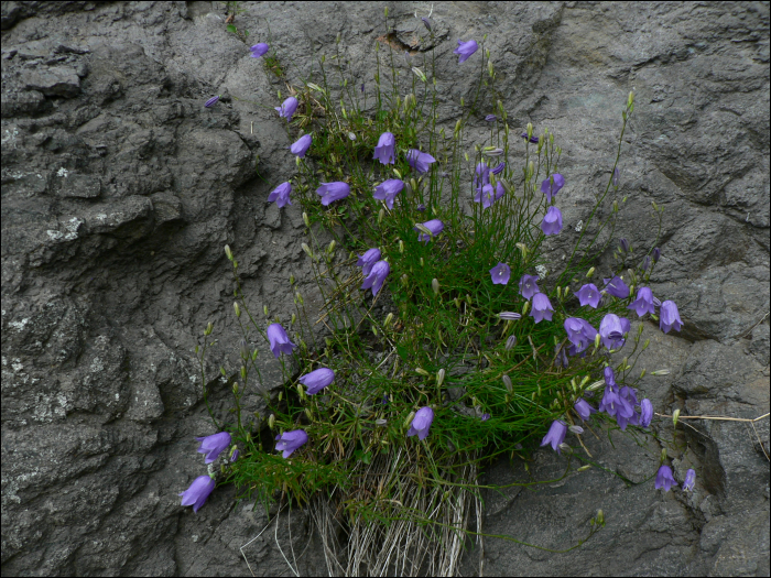 Campanula rotundifolia L.