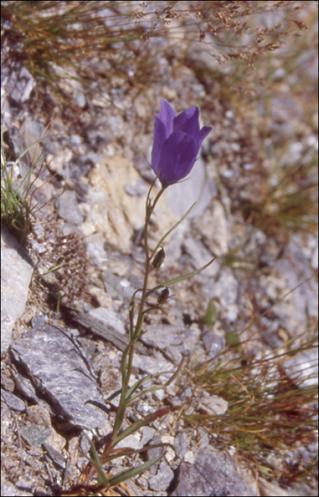 Campanula scheuchzeri Villars