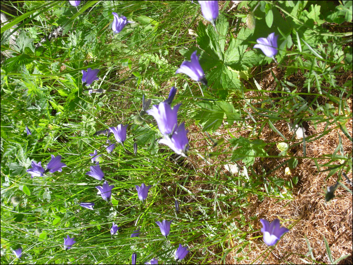 Campanula scheuchzeri Villars