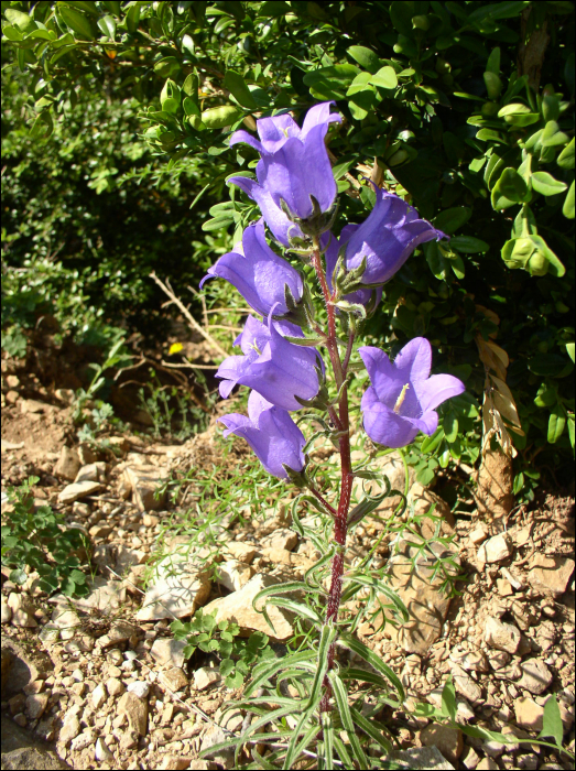 Campanula speciosa