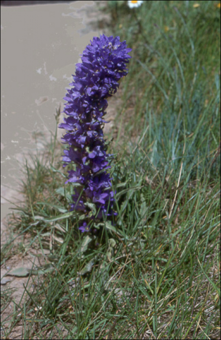 Campanula spicata L.