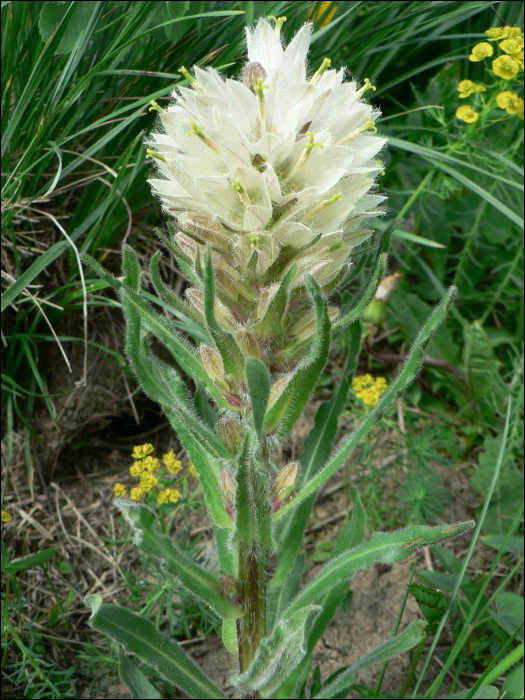 Campanula thyrsoides L.