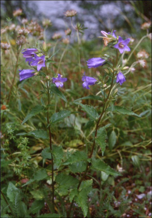 Campanula trachelium L.