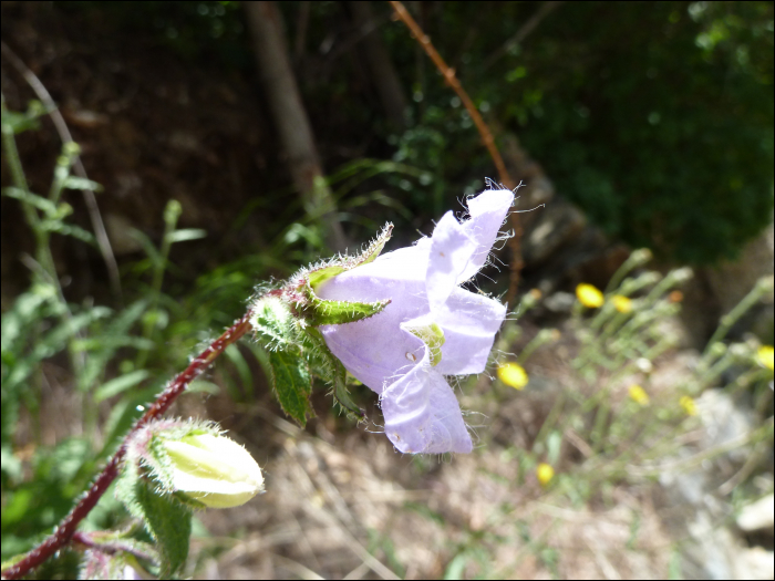 Campanula trachelium L.