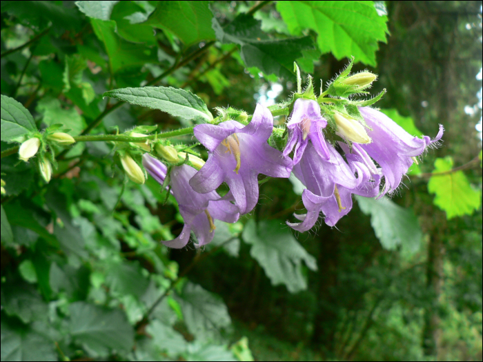 Campanula trachelium L.