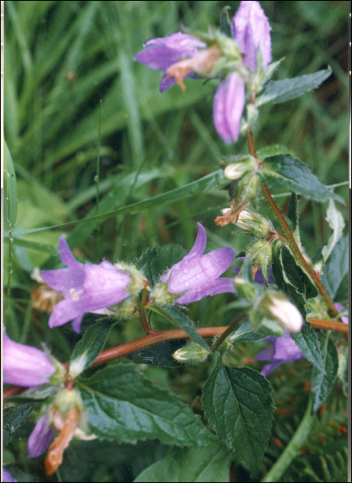 Campanula trachelium L.