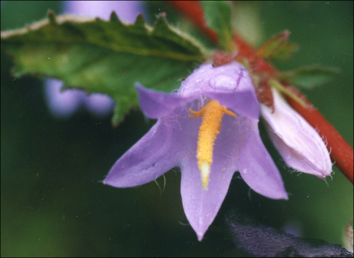 Campanula trachelium L.