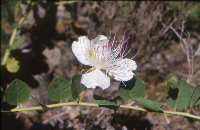 Capparis spinosa L.