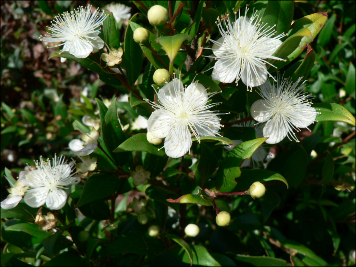 Capparis spinosa L.