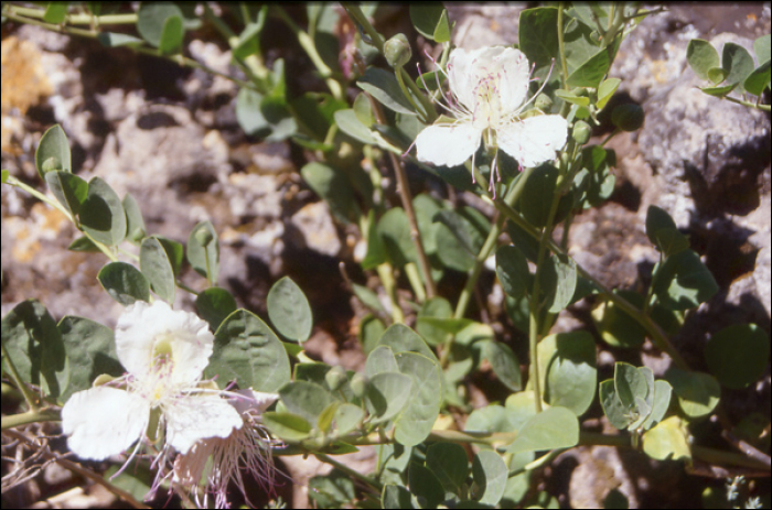 Capparis spinosa L.