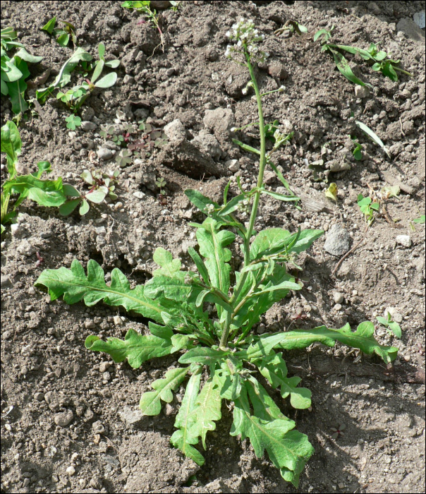 Capsella bursa-pastoris medikus.