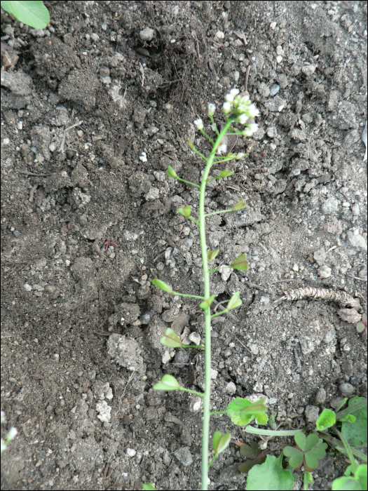 Capsella bursa-pastoris medikus.