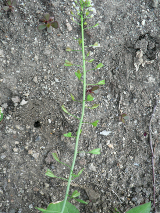 Capsella bursa-pastoris medikus.