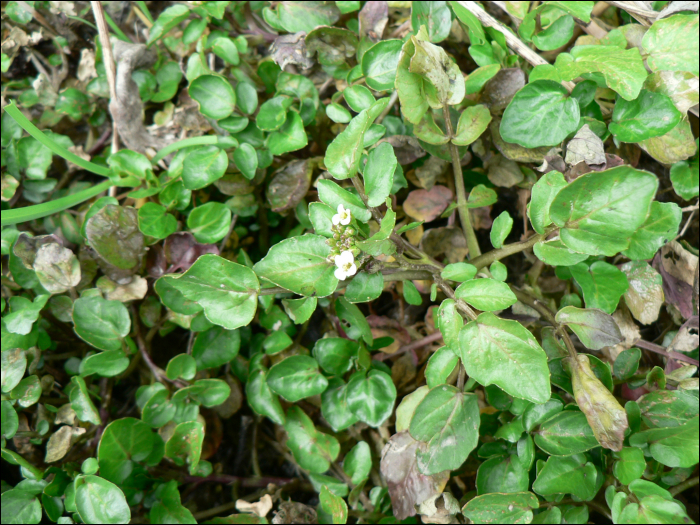 Cardamine amara  L.