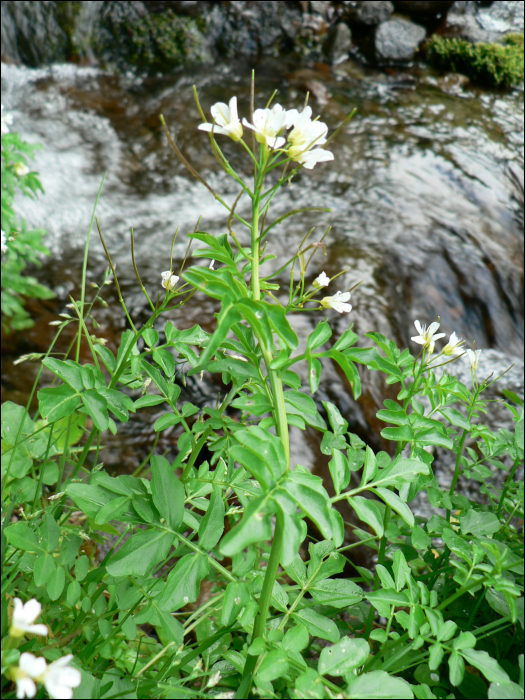 Cardamine amara  L.