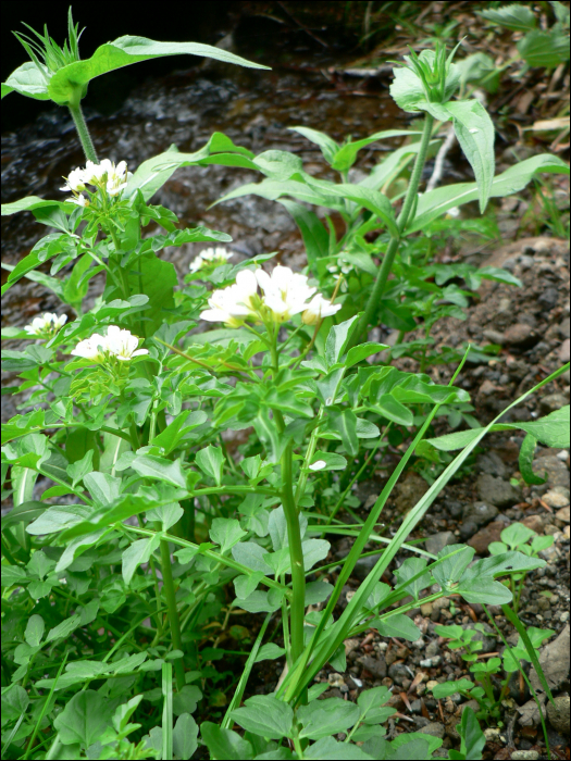 Cardamine amara  L.