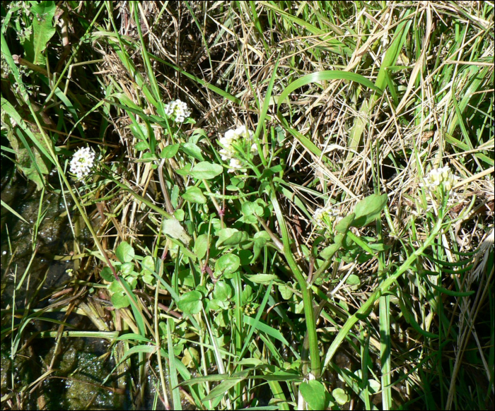 Cardamine amara  L.