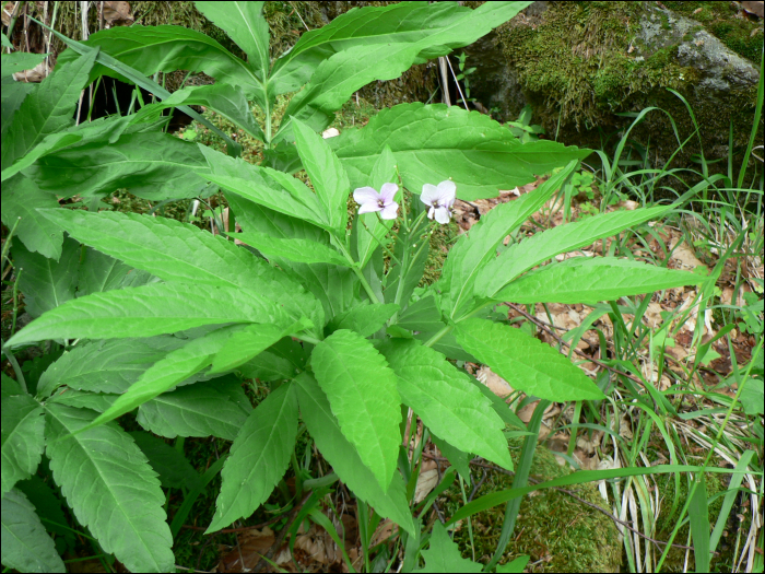 Cardamine heptaphylla (Villars) (=Dentaria pinnata)