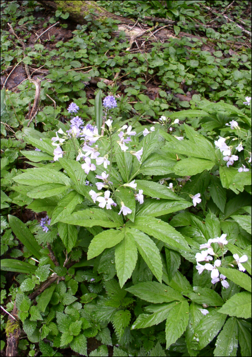 Cardamine heptaphylla (Villars) (=Dentaria pinnata)