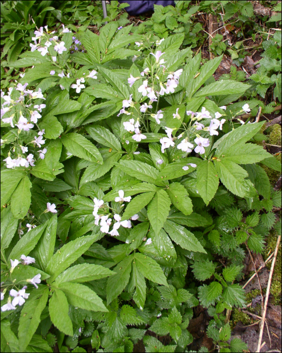 Cardamine heptaphylla (Villars) (=Dentaria pinnata)