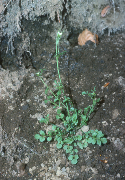 Cardamine hirsuta L.