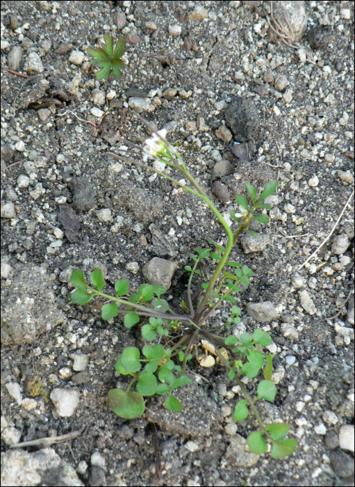 Cardamine hirsuta L.