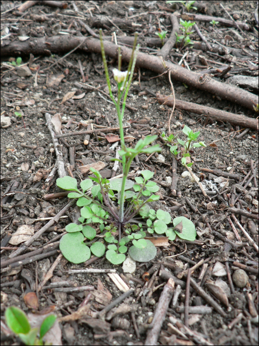 Cardamine hirsuta L.