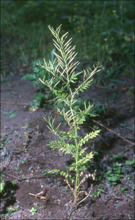 Cardamine impatiens L.