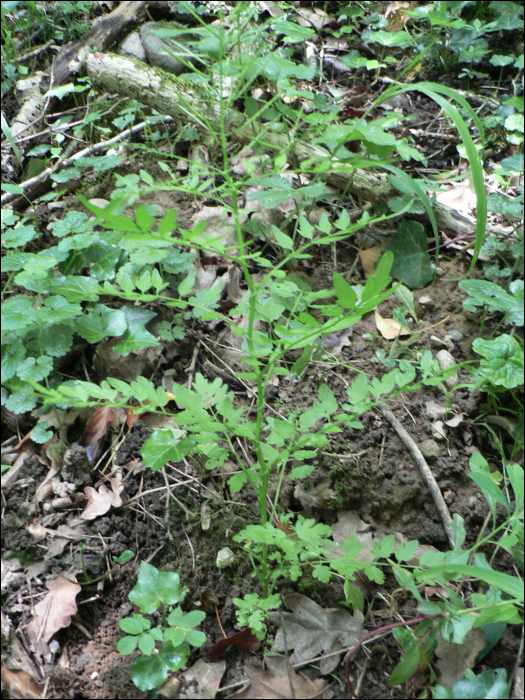 Cardamine impatiens L.