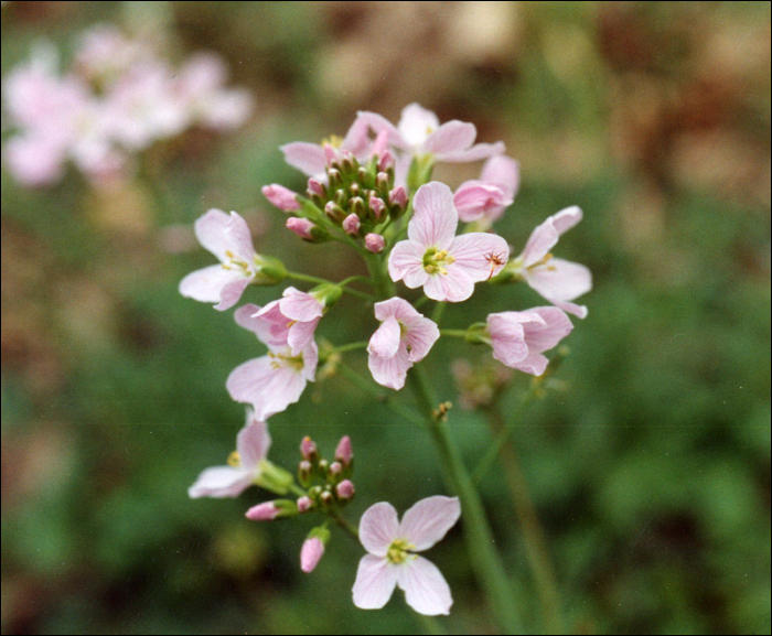 Cardamine pratensis L