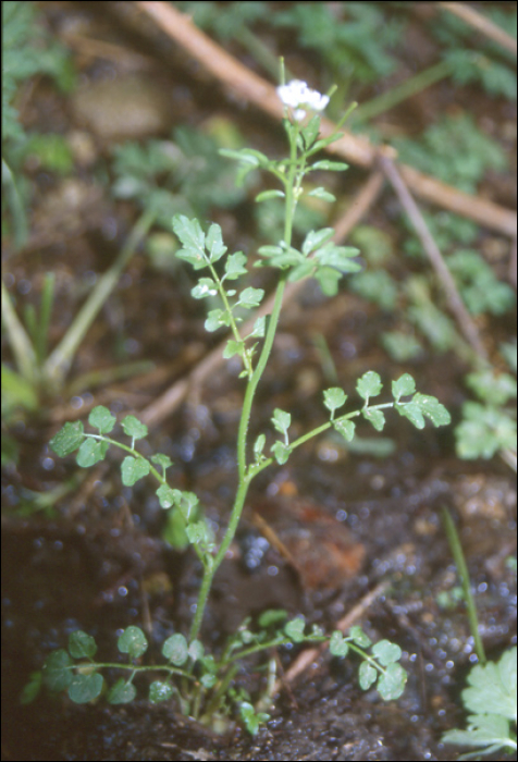 Cardamine pratensis L