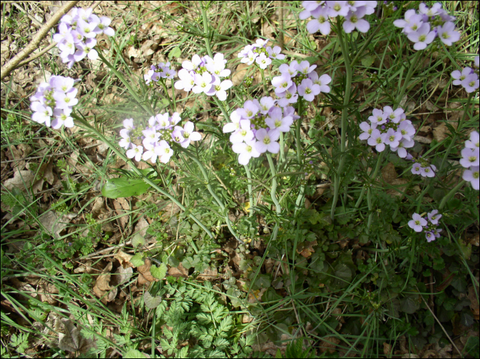 Cardamine pratensis L