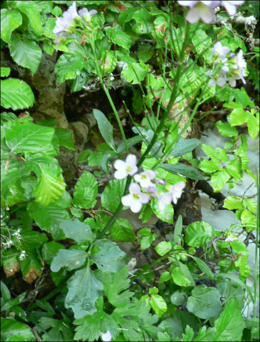 Cardamine raphanifolia (=Cardamine latifolia)