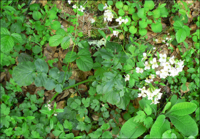 Cardamine raphanifolia (=Cardamine latifolia)