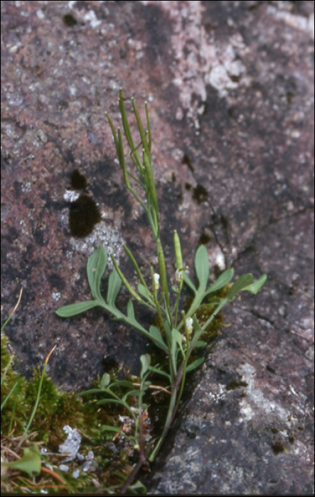 Cardamine resedifolia L.