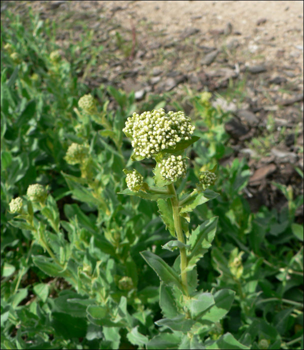 Cardaria draba (L.) (=Lepidium draba L.)
